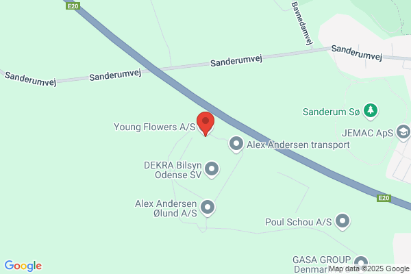 Flower, Dan