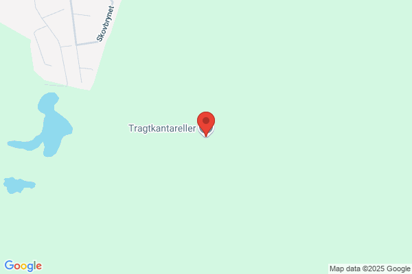 Træ og Miljørådgivning